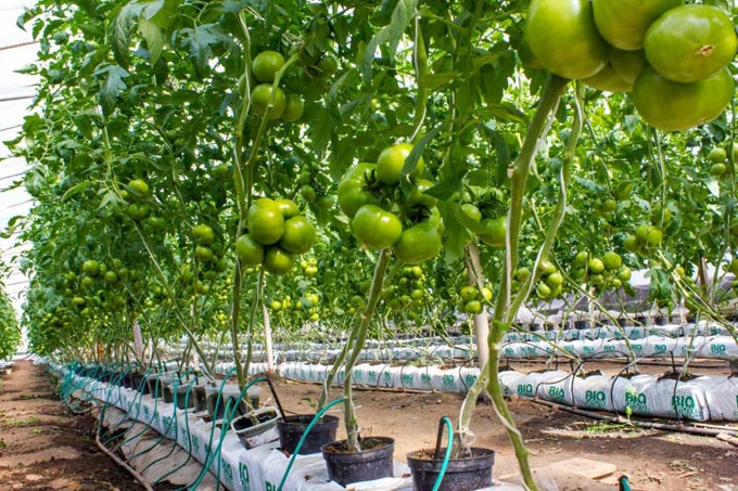 Hemmelighetene ved å dyrke tomater hjemme ved hjelp av hydroponics