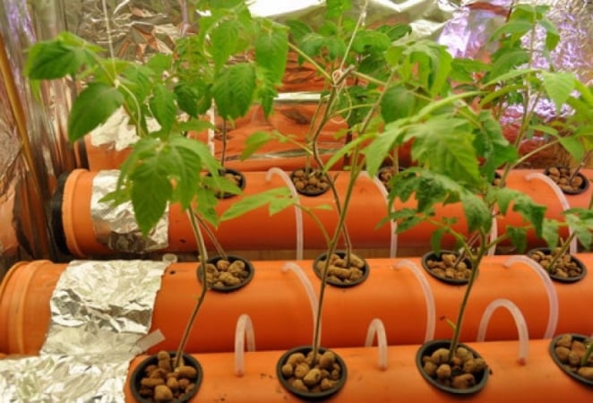 Secrets of growing tomatoes at home using hydroponics