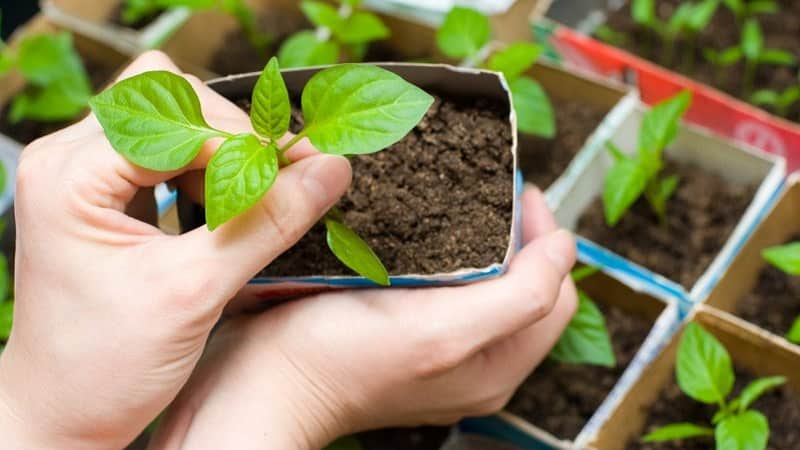 Sweet and juicy pepper variety Tolstyachok for greenhouses and open ground