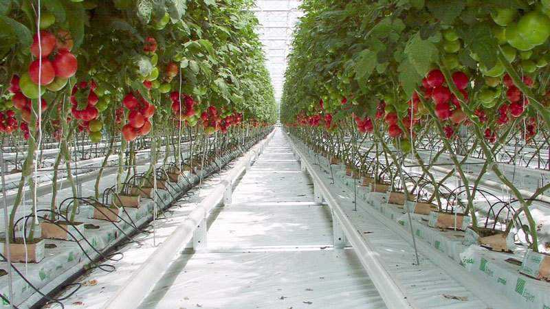 Tomatite päästmine – kuidas tomateid polükarbonaadist kasvuhoones tolmeldada, kui nad ise ei tolmelda