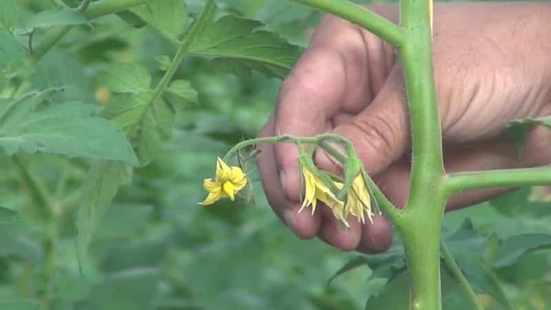 Pag-save ng aming mga kamatis - kung paano pollinate ang mga kamatis sa isang polycarbonate greenhouse kung hindi sila nag-pollinate sa kanilang sarili