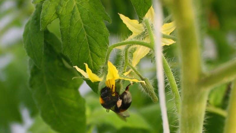 Pag-save ng aming mga kamatis - kung paano pollinate ang mga kamatis sa isang polycarbonate greenhouse kung hindi sila nag-pollinate sa kanilang sarili