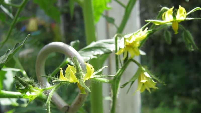 Pag-save ng aming mga kamatis - kung paano pollinate ang mga kamatis sa isang polycarbonate greenhouse kung hindi sila nag-pollinate sa kanilang sarili