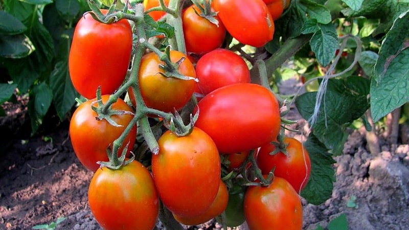 Obtemos rendimento máximo com esforço mínimo - tomate Milagre do Preguiçoso