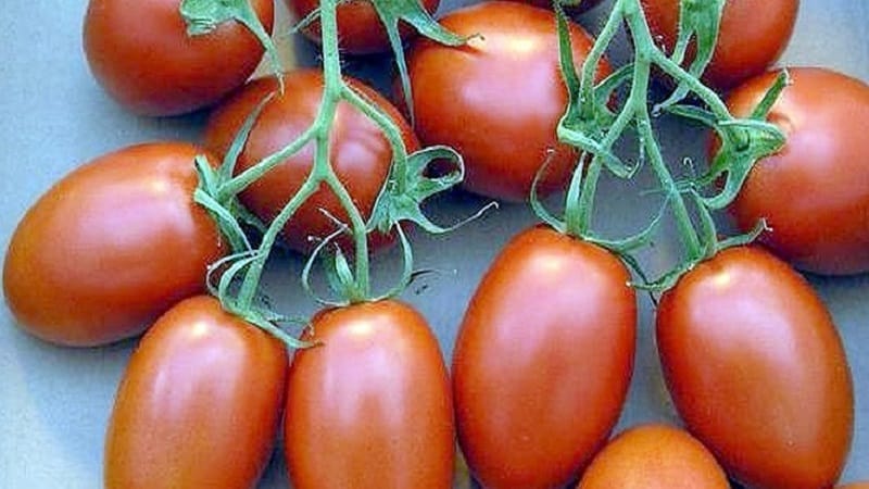 Otteniamo il massimo rendimento con il minimo sforzo: il pomodoro Miracolo dei Pigri