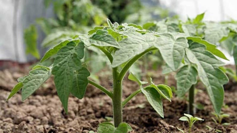 Obtemos rendimento máximo com esforço mínimo - tomate Milagre do Preguiçoso