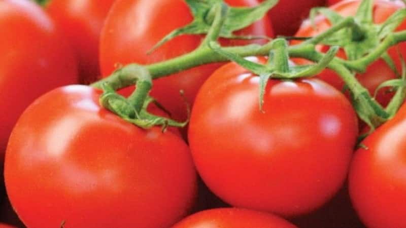 Kami mendapat hasil maksimum dengan usaha yang minimum - tomato Miracle of the Lazy