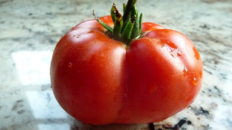 Tomato Em Champion: características e descrição da variedade, comentários de quem plantou tomate e fotos