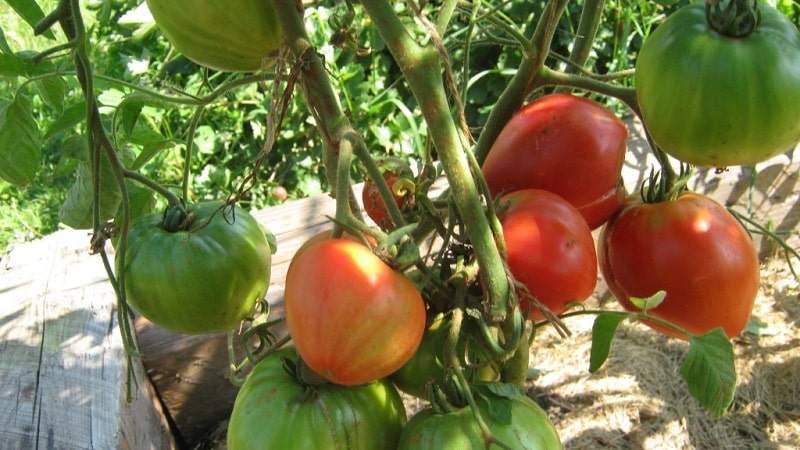 Tomato Em Champion: características e descrição da variedade, comentários de quem plantou tomate e fotos