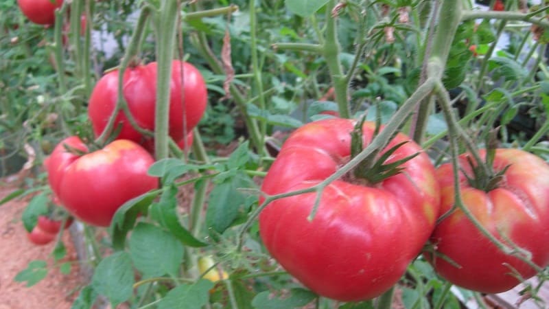 Et utmerket utvalg for elskere av søte tomater med stor frukt - Pink Giant-tomaten