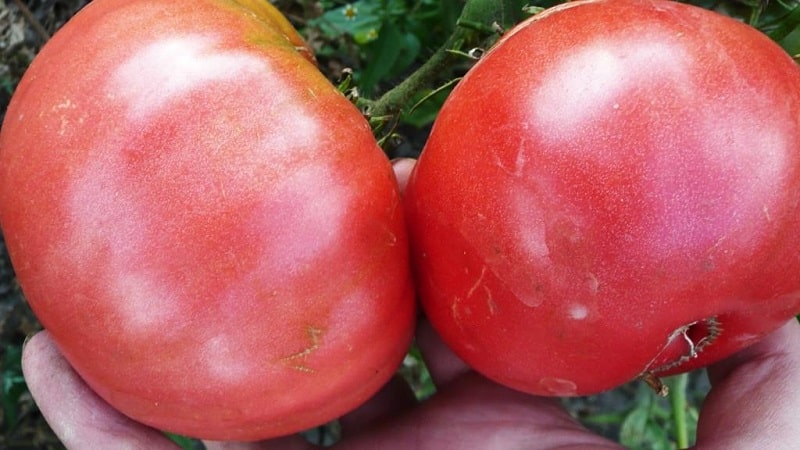 Et utmerket utvalg for elskere av søte tomater med stor frukt - Pink Giant-tomaten