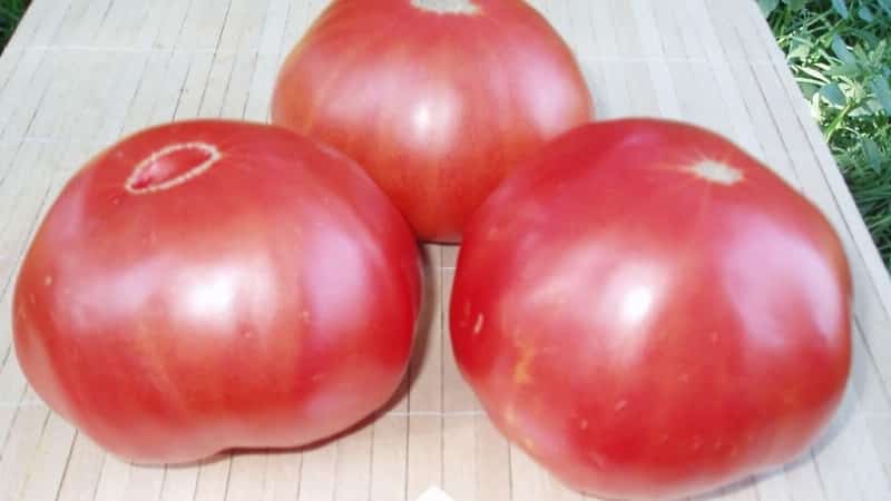 Uma excelente variedade para os amantes do tomate doce de frutos grandes - o tomate Pink Giant