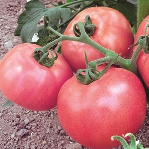 Uma excelente variedade para os amantes do tomate doce de frutos grandes - o tomate Pink Giant