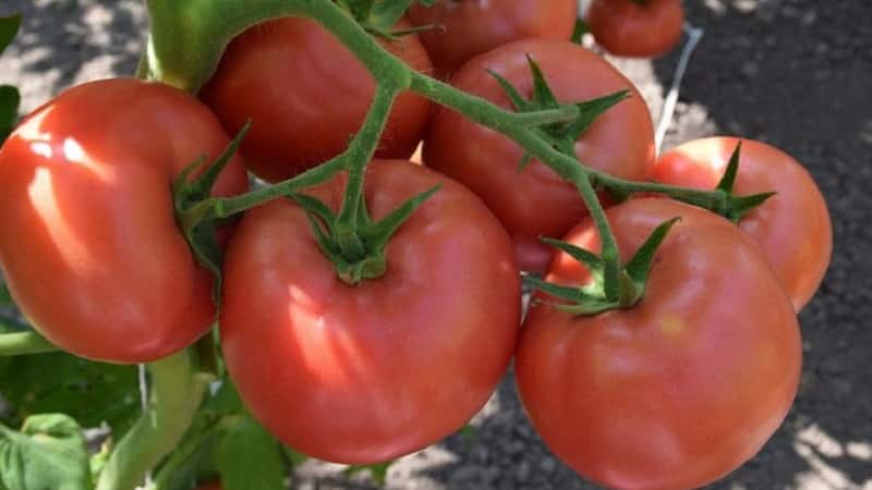 An excellent variety for lovers of large-fruited sweet tomatoes - the Pink Giant tomato