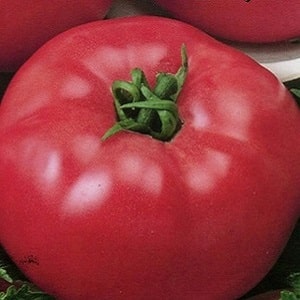 Eine ausgezeichnete Sorte für Liebhaber großfrüchtiger süßer Tomaten – die Pink Giant-Tomate