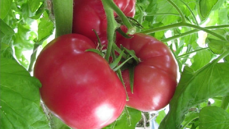 Una excelente variedad para los amantes de los tomates dulces de frutos grandes: el tomate Pink Giant