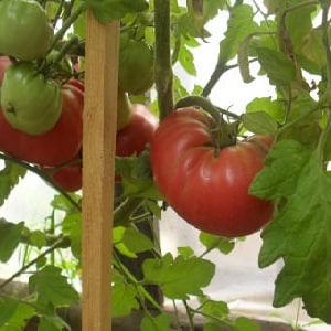 Salad tomato yang lazat dengan rasa madu manis - tomato Pink Elephant dan faedahnya yang lain