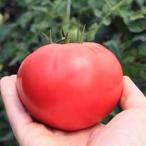 Une délicieuse tomate en salade au doux goût de miel – la tomate Pink Elephant et ses autres bienfaits