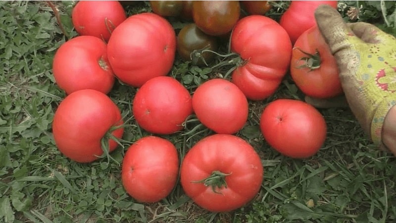 Une délicieuse tomate en salade au doux goût de miel – la tomate Pink Elephant et ses autres bienfaits