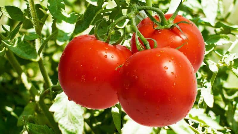 Welchen Nutzen und Schaden haben Tomaten für den Körper einer Frau? Kontraindikationen und Normen für den Verzehr von Tomaten