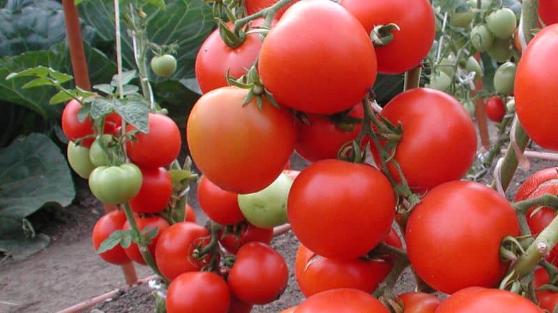 Wat zijn de voordelen en nadelen van tomaten voor het lichaam van een vrouw: contra-indicaties en normen voor het eten van tomaten