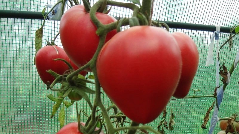 Skanūs ir aromatingi pomidorai, kurie atrodo kaip milžiniškos uogos – nuostabūs vokiški raudonieji braškiniai pomidorai