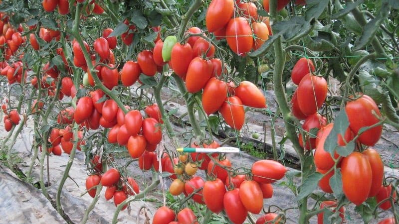 Kami menanam sendiri hasil tuaian tomato Kolibri yang kaya untuk salad, jus dan pengetinan