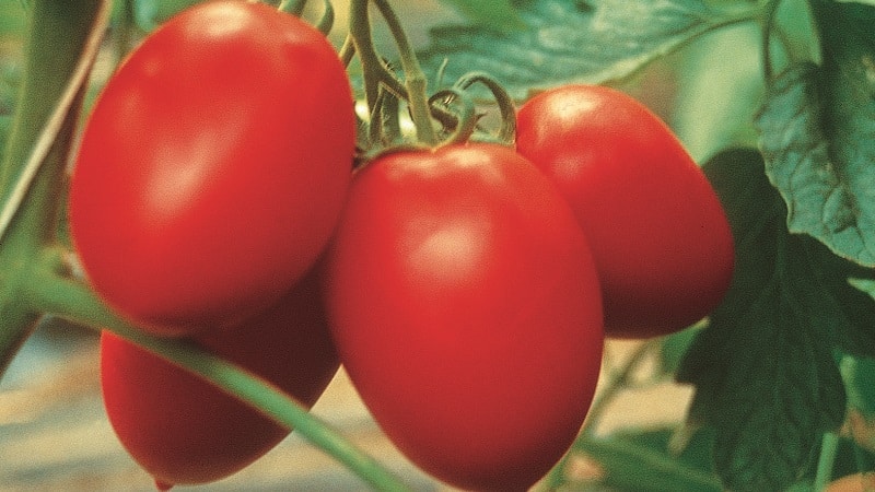 Kami menanam sendiri hasil tuaian tomato Kolibri yang kaya untuk salad, jus dan pengetinan