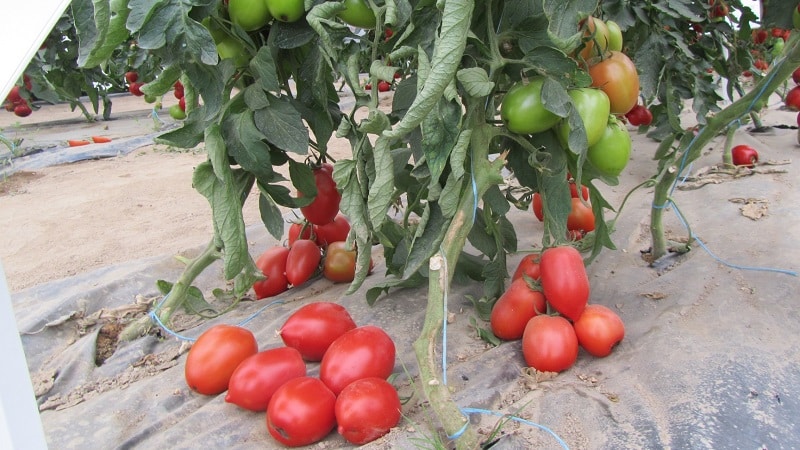 Coltiviamo il nostro ricco raccolto di pomodori Kolibri per insalate, succhi e conserve