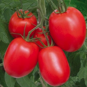 We grow our own rich harvest of Kolibri tomatoes for salads, juices and canning