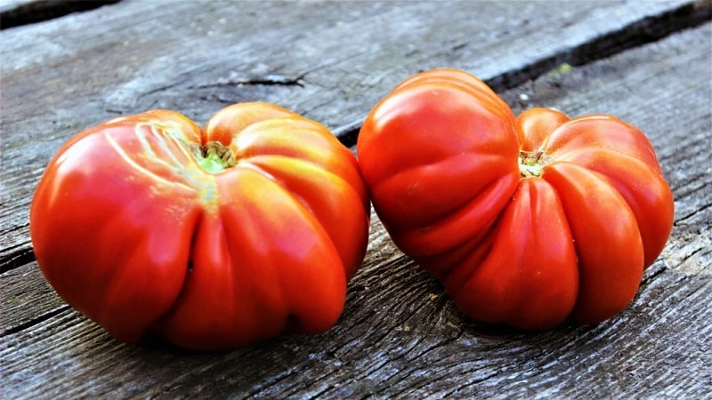 Wir bauen unsere eigenen großen Tomaten mit süßem, saftigem, körnigem Fruchtfleisch an: Buffalo Heart-Tomaten