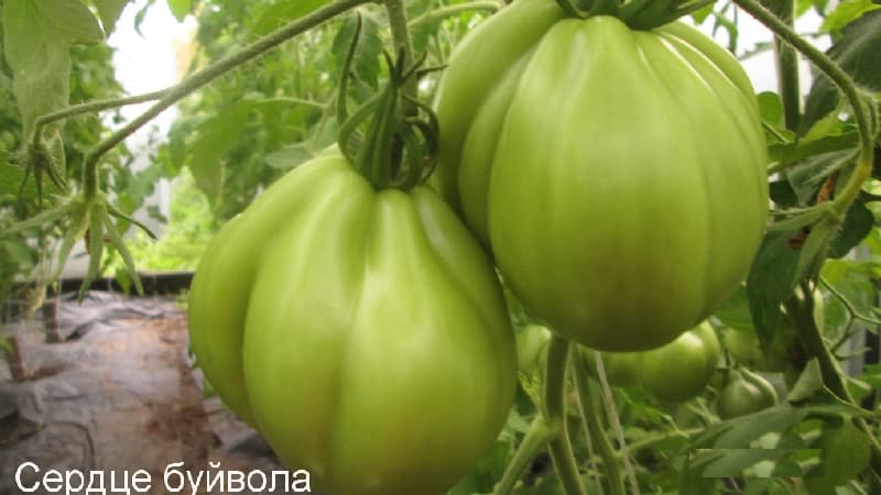 Kami menanam tomato besar kami sendiri dengan pulpa manis, berair, berbiji: tomato Buffalo Heart