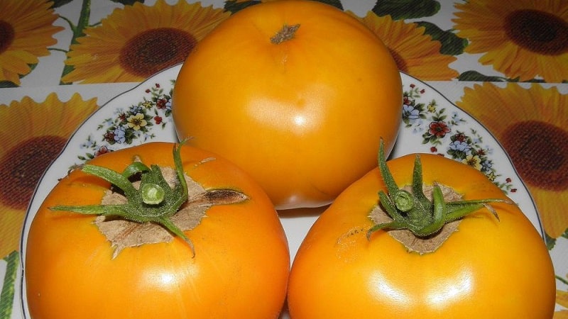 Ein leuchtender und exotischer Gast im Garten: die Orange-Tomate