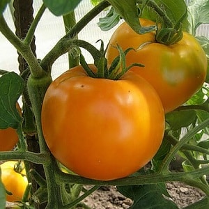 Ein leuchtender und exotischer Gast im Garten: die Orange-Tomate