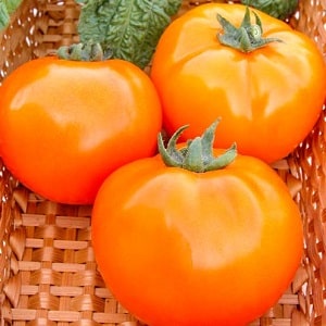 A bright and exotic guest in the garden: the Orange tomato