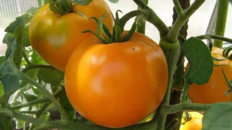 Un invitado luminoso y exótico en el jardín: el tomate naranja