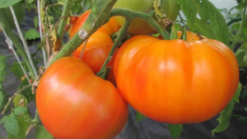 Tetamu yang cerah dan eksotik di taman: tomato Oren