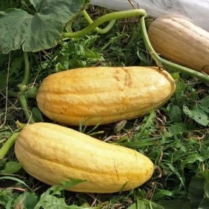 Variété de citrouille charnue et légère, la Pastila Champagne, à la pulpe juteuse et à l'arôme unique.