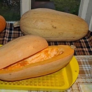 Una varietà di zucca carnosa e leggera, Pastila Champagne, dalla polpa succosa e dall'aroma unico.