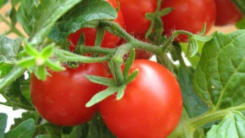 Varietà di pomodoro olandese brillante e gustosa Tanya: conosciamo i vantaggi e coltiviamolo noi stessi