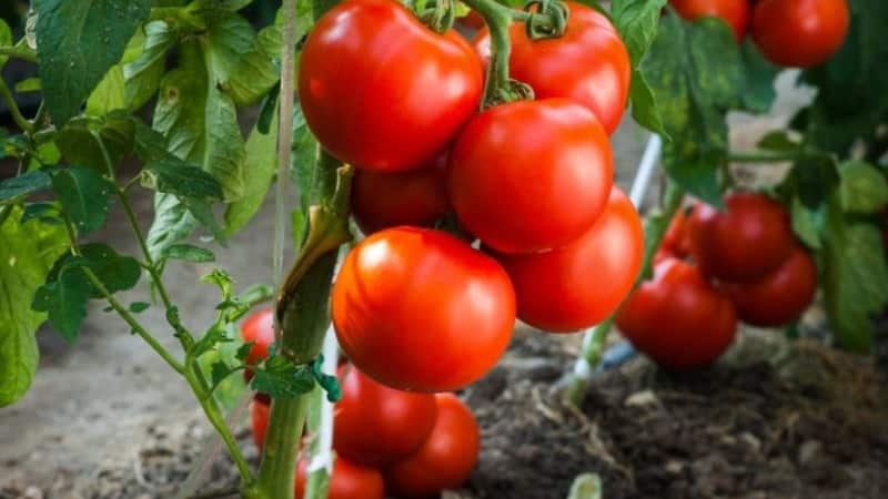 Helle und schmackhafte niederländische Tomatensorte Tanya: Machen wir uns mit den Vorteilen vertraut und bauen sie selbst an