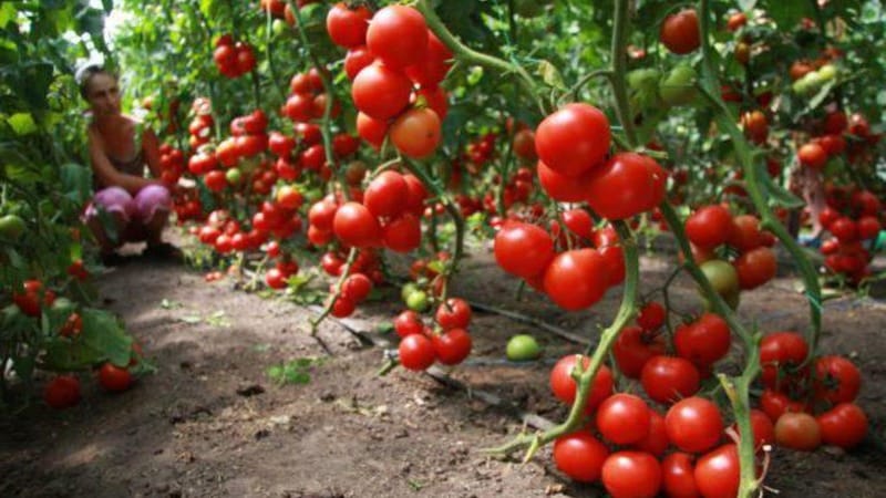 Lys og velsmagende hollandsk tomatsort Tanya: lad os stifte bekendtskab med fordelene og dyrke det selv