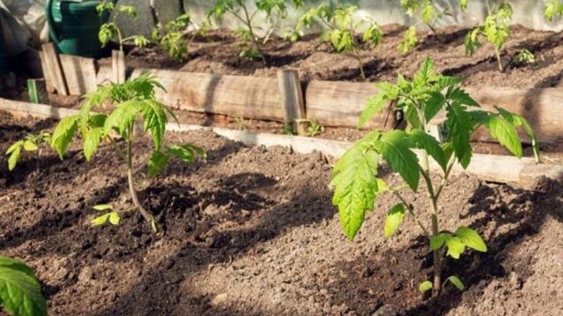 Varietà di pomodoro olandese brillante e gustosa Tanya: conosciamo i vantaggi e coltiviamolo noi stessi