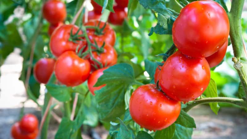 Lys og velsmagende hollandsk tomatsort Tanya: lad os stifte bekendtskab med fordelene og dyrke det selv