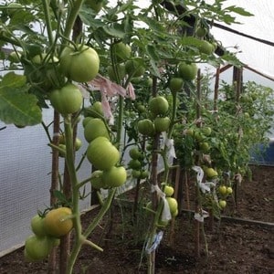 Coltiviamo il pomodoro Wild Rose nel nostro giardino e godiamo di un ricco raccolto di frutti grandi e succosi