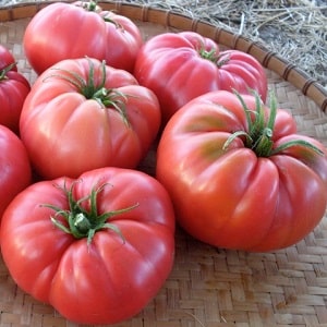 Coltiviamo il pomodoro Wild Rose nel nostro giardino e godiamo di un ricco raccolto di frutti grandi e succosi