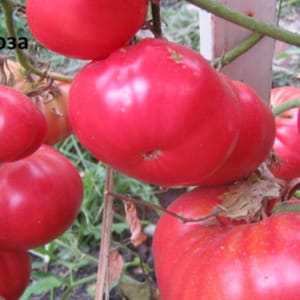 Kami menanam tomato Wild Rose di taman kami dan menikmati hasil tuaian buah-buahan yang besar dan berair