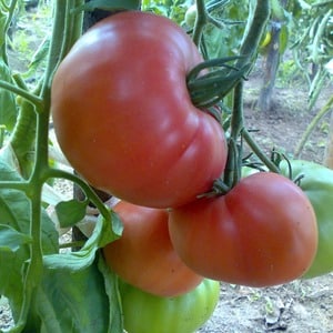 Kami menanam tomato Wild Rose di taman kami dan menikmati hasil tuaian buah-buahan yang besar dan berair