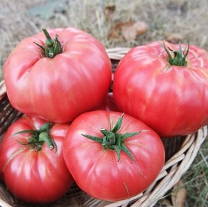 Kami menanam tomato Wild Rose di taman kami dan menikmati hasil tuaian buah-buahan yang besar dan berair