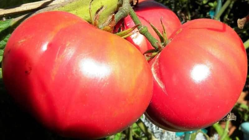 Vi dyrker Wild Rose tomat i hagen vår og nyter en rik høst av store og saftige frukter